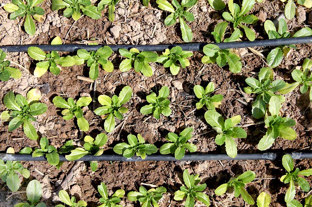 lechuga-ecologica-de-huerto-en-madrid
